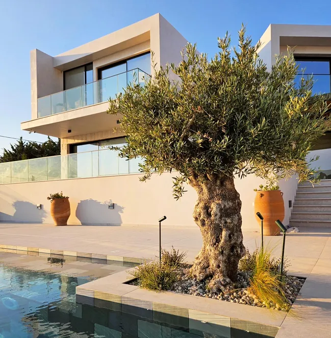 An old olive tree in a bed of pebbles and grasses beside the pool of a modern villa, in the evening sun