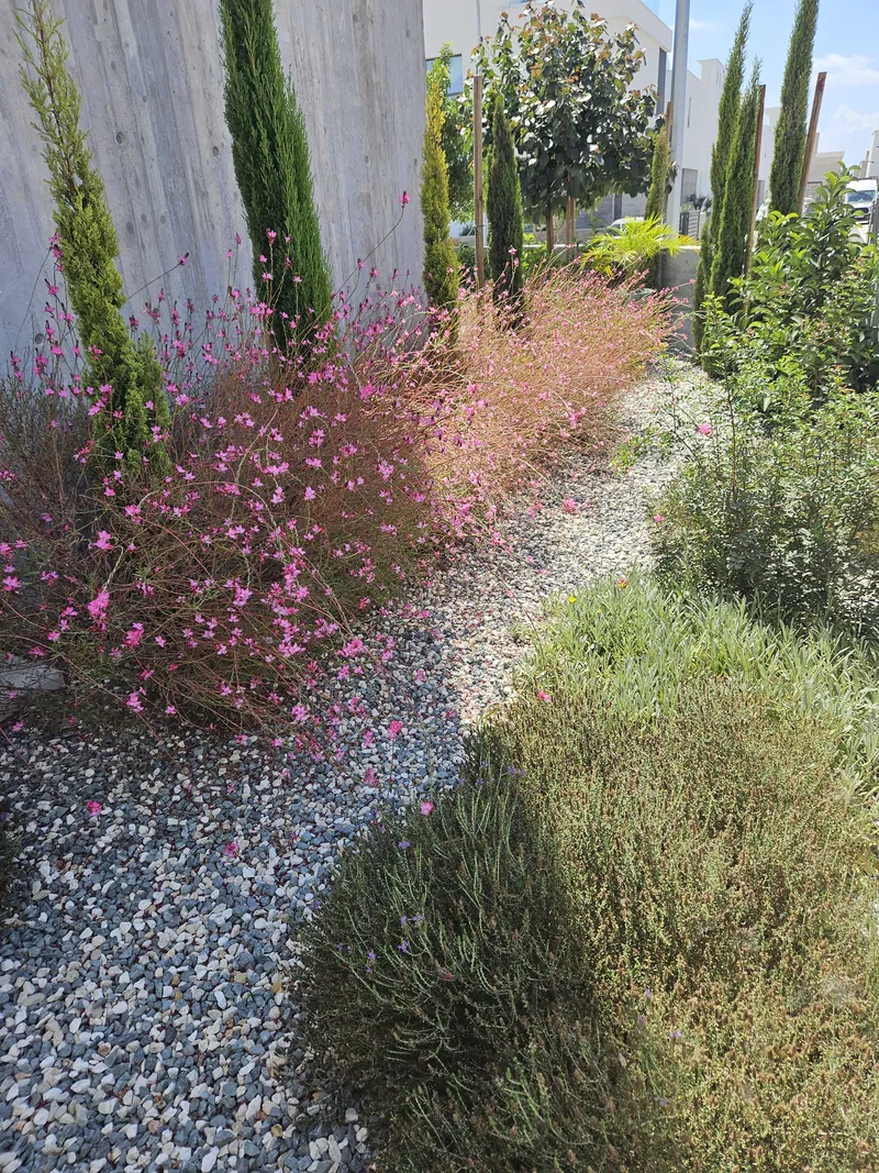 Pink gaura and grasses in grey gravel, cypresses along a board-formed wall