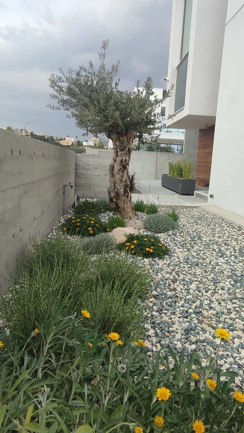 An old olive tree in a gravel bed of yellow-flowering shrubs and grasses beside the house
