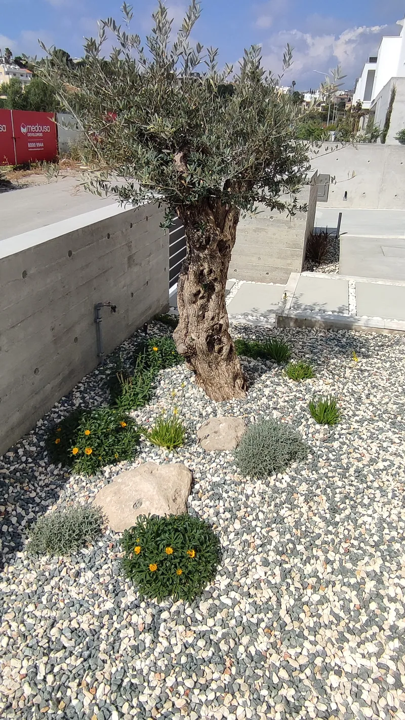 An old olive tree in grey gravel with small shrubs and a boulder