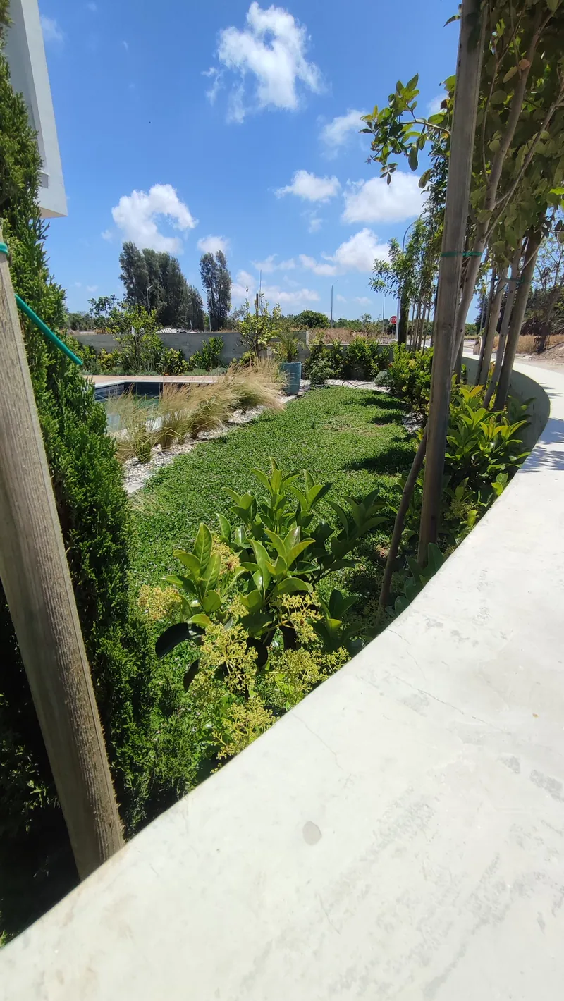 Green ground cover curving along a white path, with young trees and the pool beyond