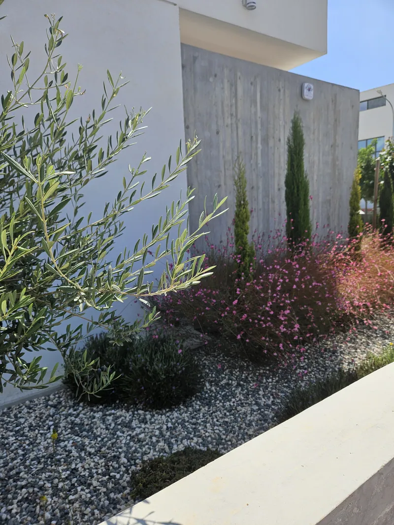 An olive tree and pink gaura in gravel against a board-formed wall