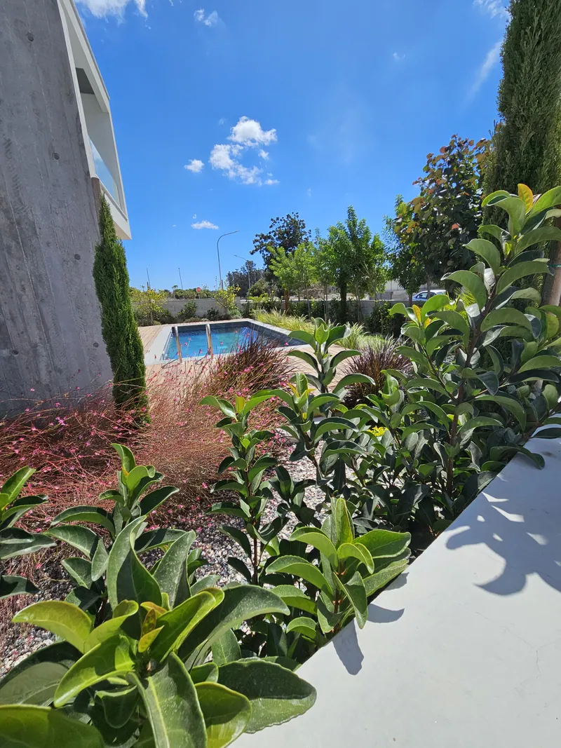After: glossy shrubs, red grasses and a cypress in gravel beds beside the pool