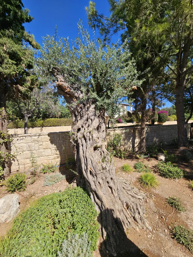The gnarled trunk of an ancient olive tree on the lawn beside a stone wall