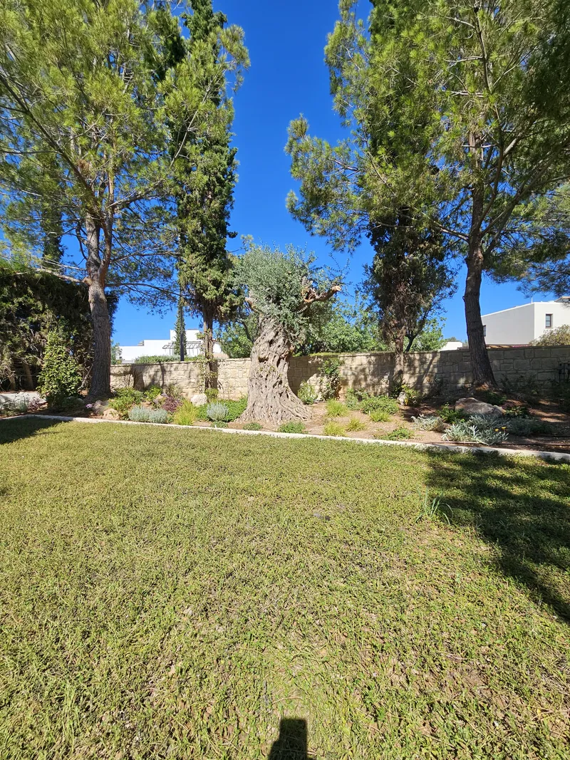 A lawn beneath pines and an ancient olive tree
