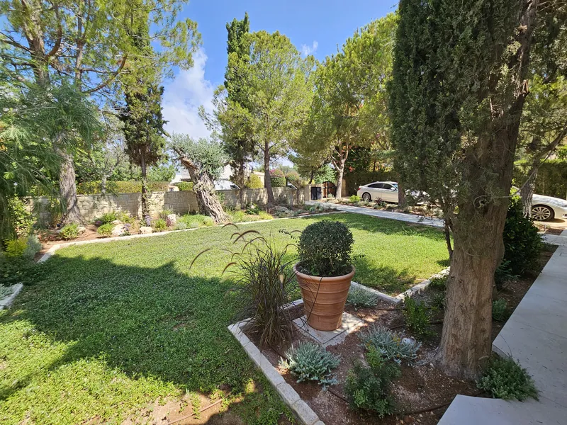 After: a lawn with a clipped ball in a terracotta pot, under the pines and old olive trees