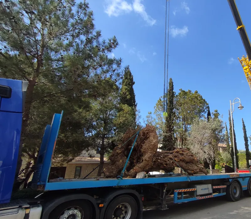 An ancient olive tree arriving on a truck, about to be lifted in by crane