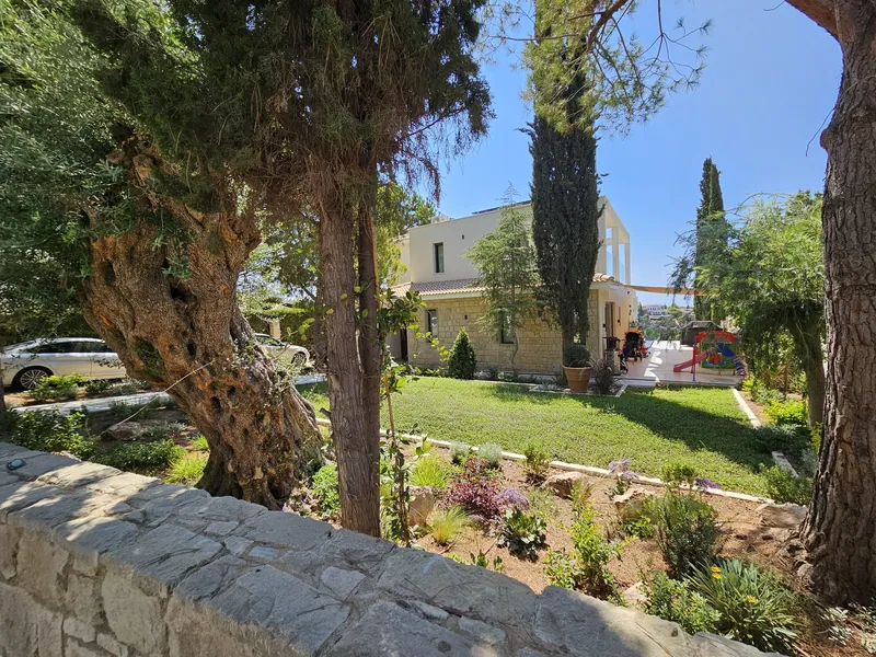 Gnarled old olive trees above a stone wall, and young planting on the lawn in front of the house