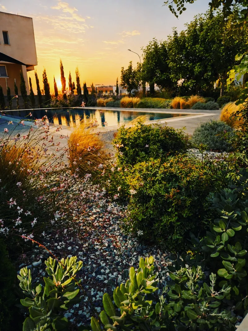 The setting sun over the pool, through flowering shrubs and grasses