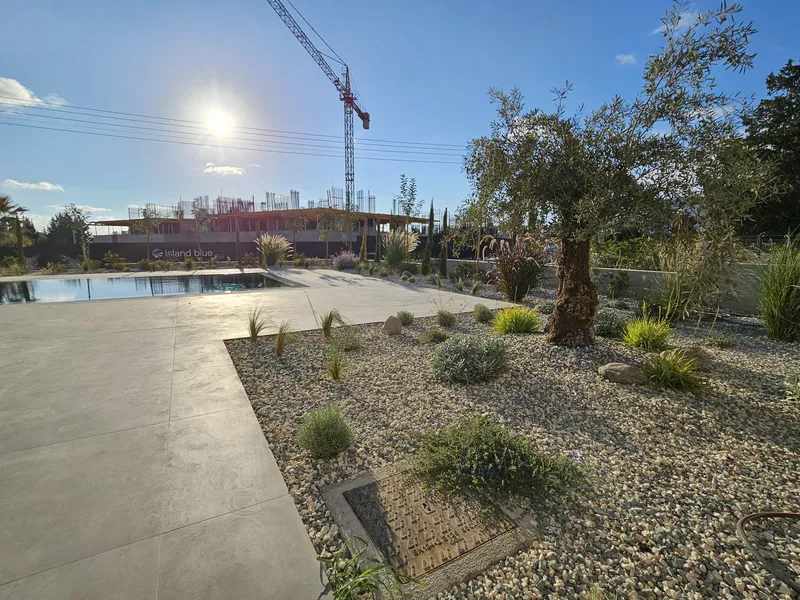 An old olive tree and grasses in a gravel bed beside the pool terrace