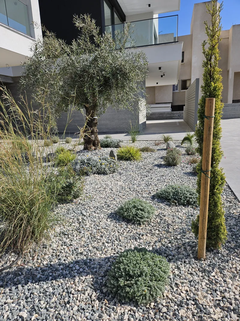 An olive tree, a young cypress and grasses in white gravel between the buildings