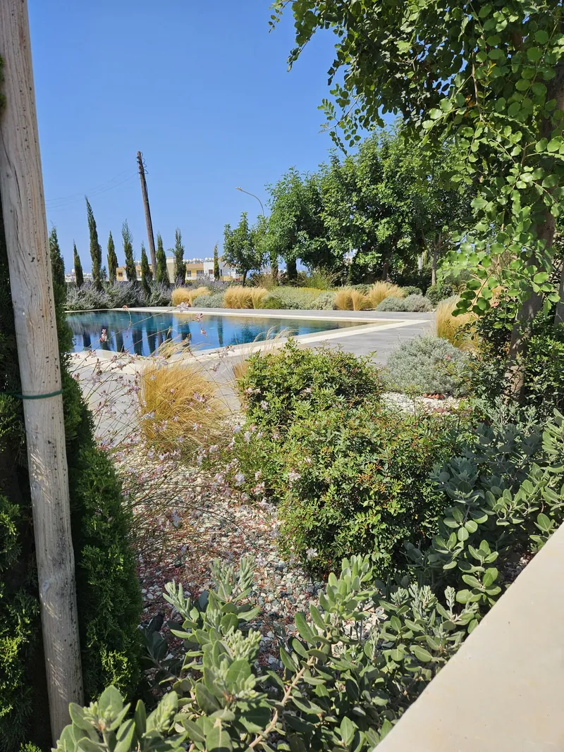 After: the same bed grown into a thick border of shrubs, grasses and young cypresses, the pool beyond