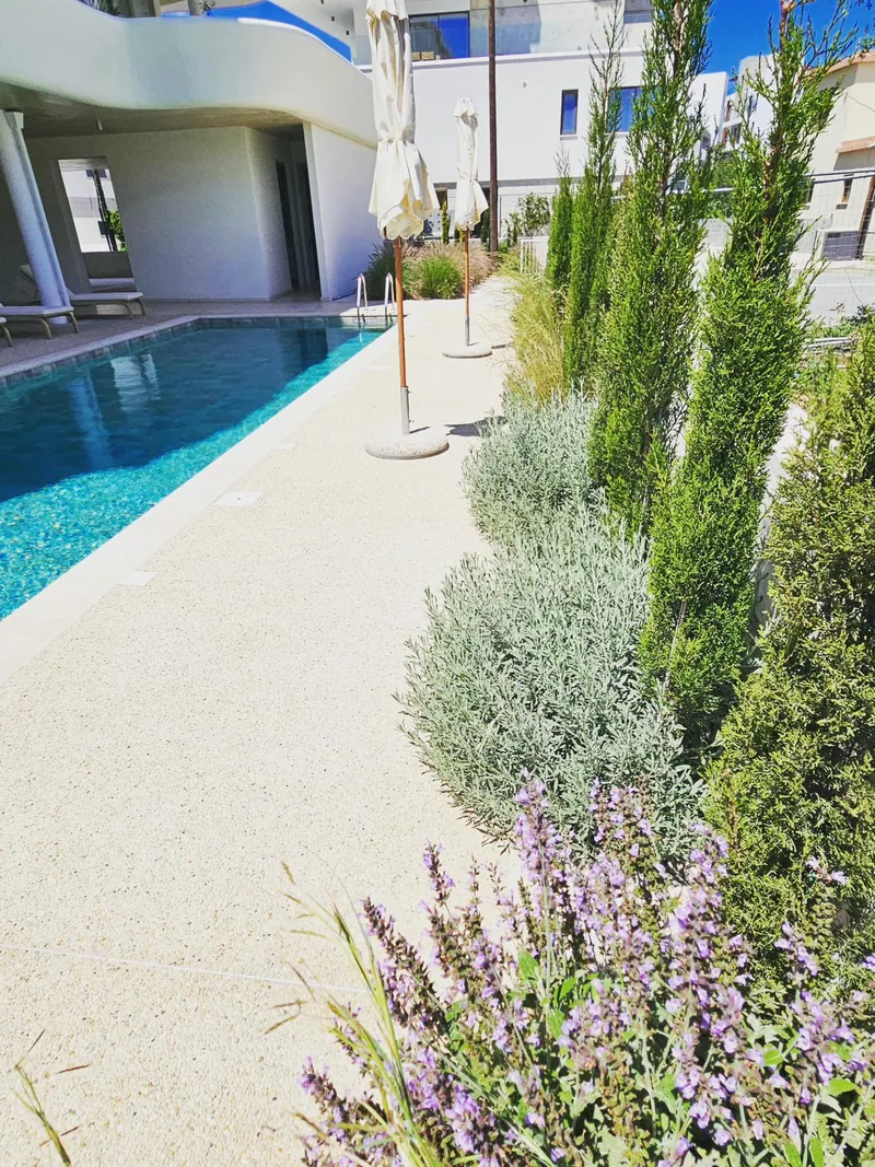 Lavender, cypresses and silver-leaved shrubs beside the pool
