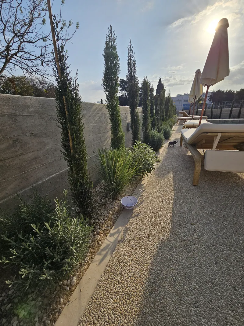 A gravel path between young cypresses and shrubs along a board-formed wall