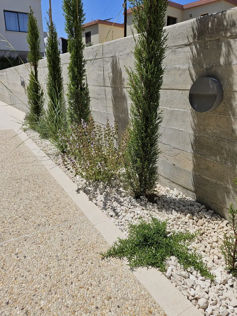 Young cypresses and shrubs in white pebbles along a board-formed wall