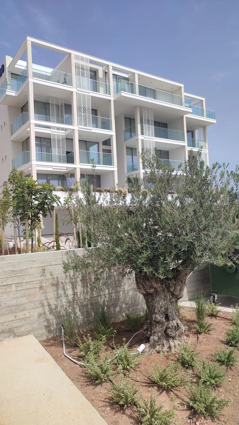 An old olive tree in a bed of young plants below the apartment building