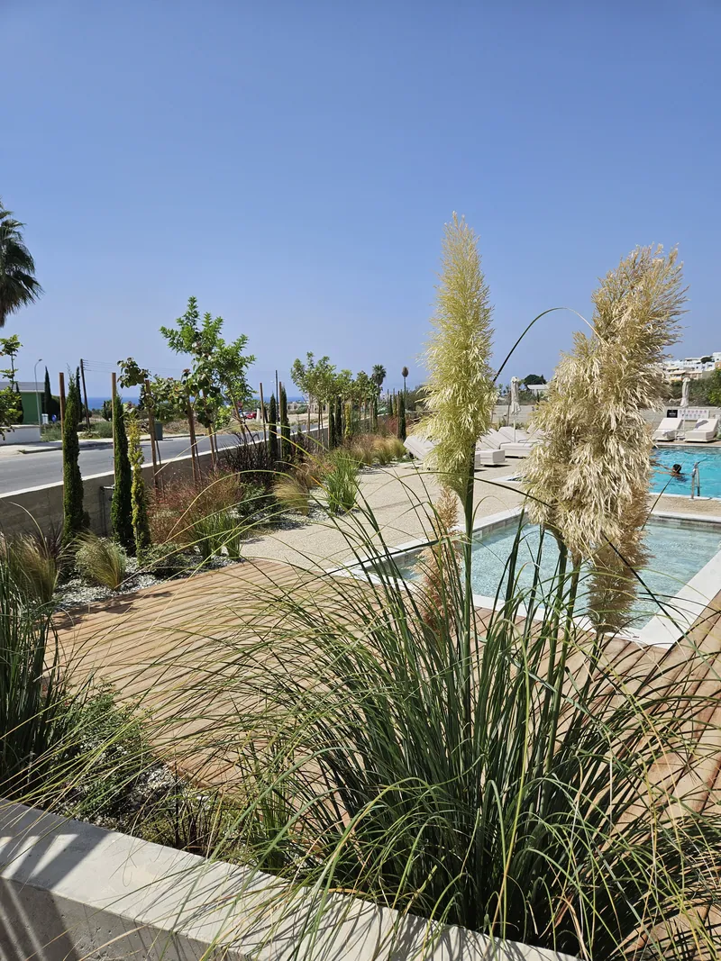 Pampas grass in flower beside the pool