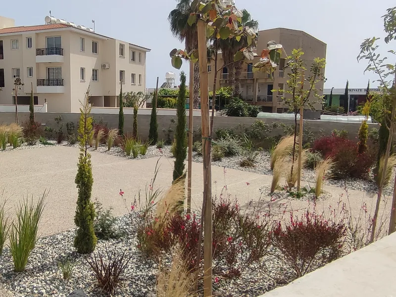 After: the courtyard beds planted with grasses, red-leaved shrubs, cypresses and young trees in gravel