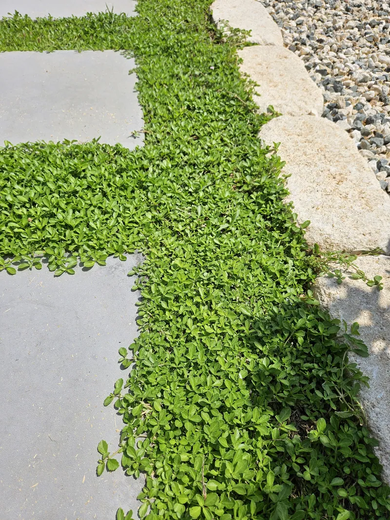Stepping stones set in bright green ground cover, edged with stone