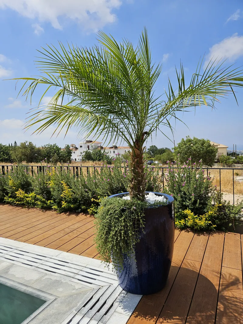 A young palm in a dark blue glazed pot on the timber deck, the countryside beyond