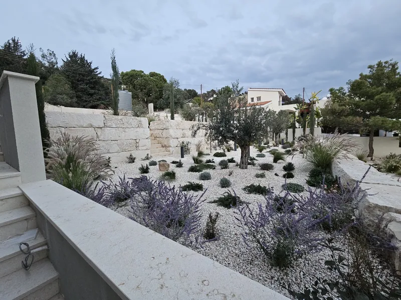 Lavender in flower among grasses and olive trees on the gravel terraces, below the stairs