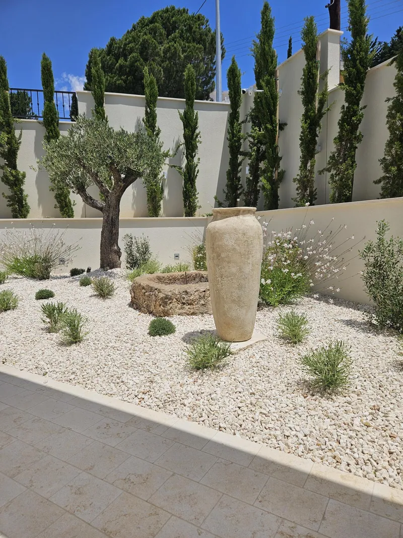 An olive tree, a tall clay jar and an old stone trough in white gravel, with a row of cypresses along the wall
