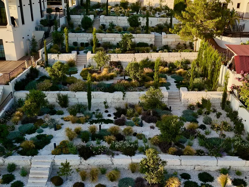 After: the same terraces planted with grasses, shrubs, olive trees and cypresses in white gravel