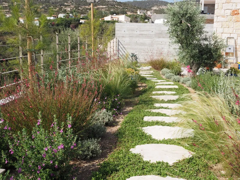Stepping stones through green ground cover between grasses and flowering shrubs, towards an olive tree