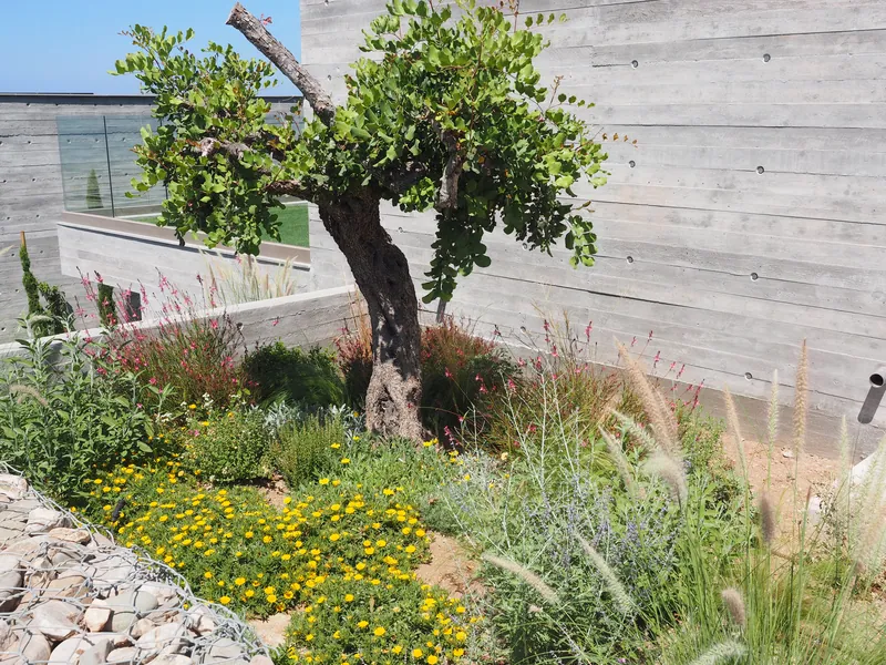 An old carob tree above yellow flowers and grasses in a corner of board-formed concrete walls