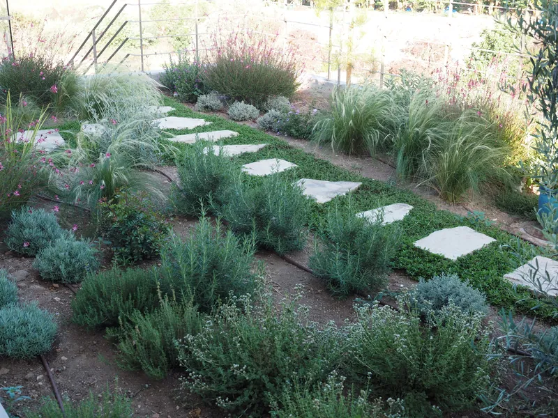 Stepping stones between rows of lavender and grasses on a slope