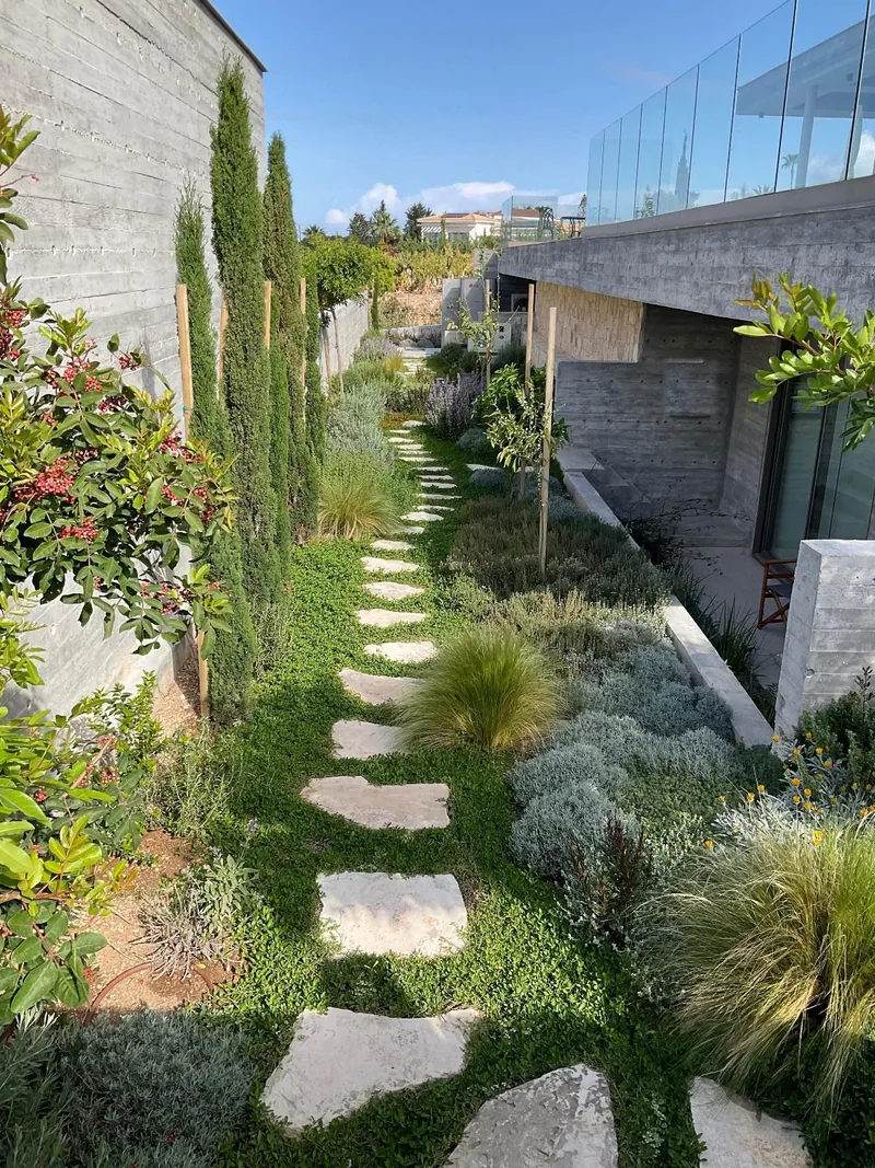 After: the passage planted: stepping stones through green ground cover between cypresses, grasses and silver shrubs