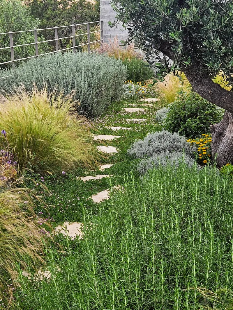 Stepping stones through low green planting between lavender, grasses and an old olive tree