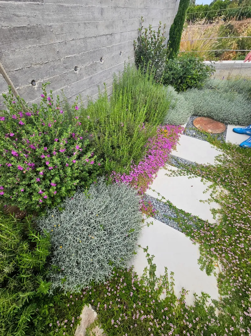 Pale stepping stones between pink-flowering ground cover, lavender and silver shrubs beside a board-formed wall