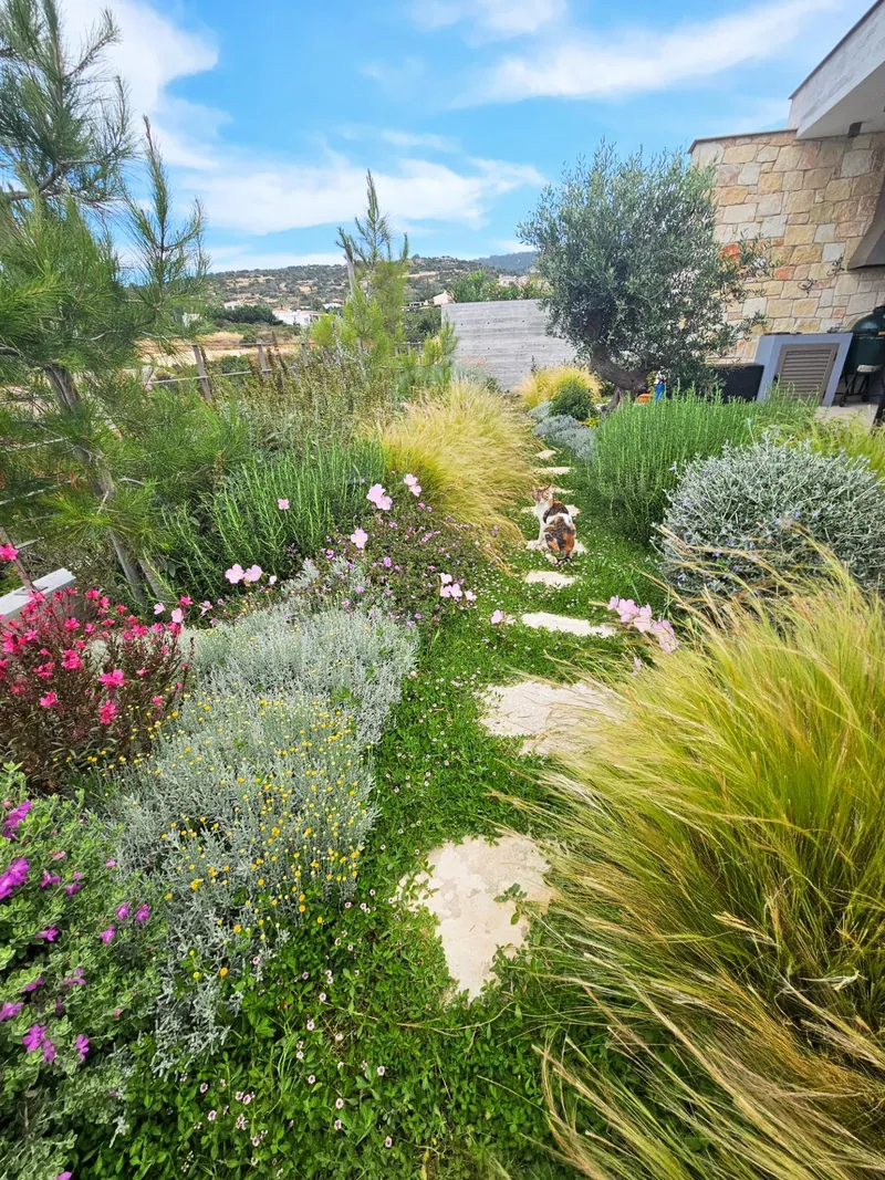 Stepping stones through flowering cistus, grasses and silver shrubs, the hills beyond, with the garden cat on the path