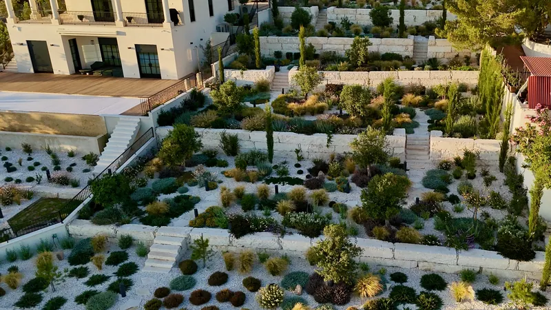 Terraces of grasses, shrubs and young olive trees in white gravel below the house, in the evening sun