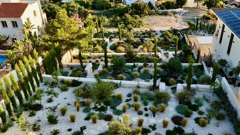 Cypresses, olive trees and grasses on terraces of white gravel at golden hour