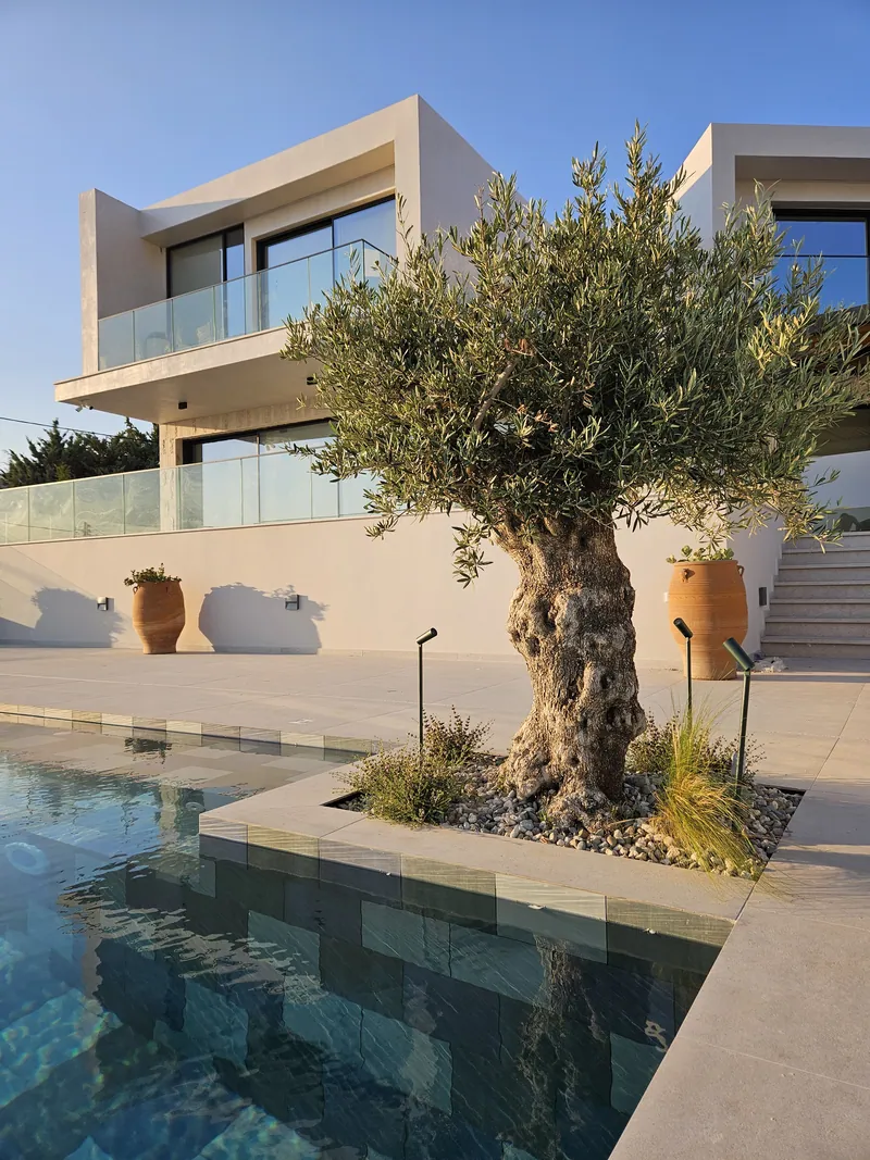 An old olive tree in a gravel bed at the edge of the pool, with terracotta jars and the house behind