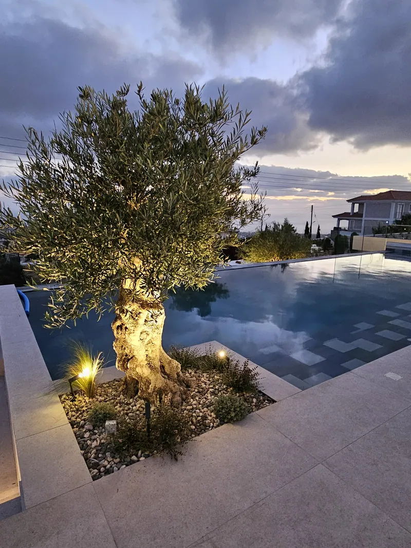 The olive tree at the edge of the pool, lit at dusk