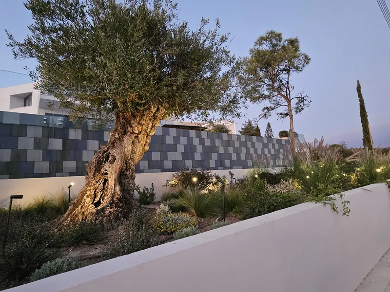 An old olive tree lit at dusk in the bed below the mosaic-tiled pool wall, among grasses and shrubs