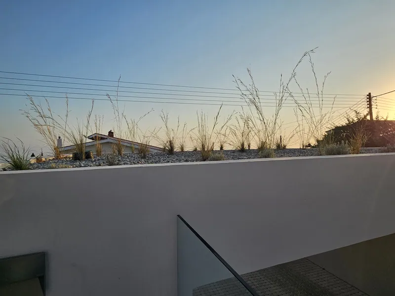 Feather grass on the planted roof of the carport at sunset