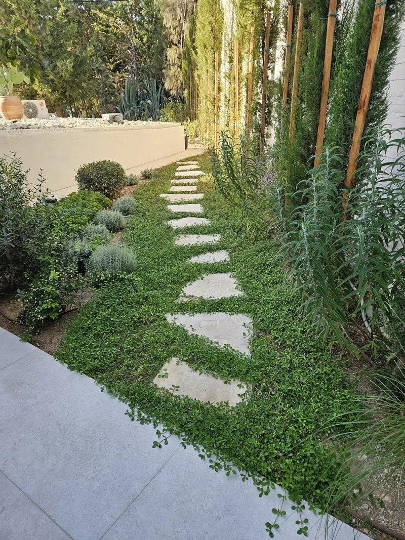 Stepping stones in green ground cover beside a row of young cypresses