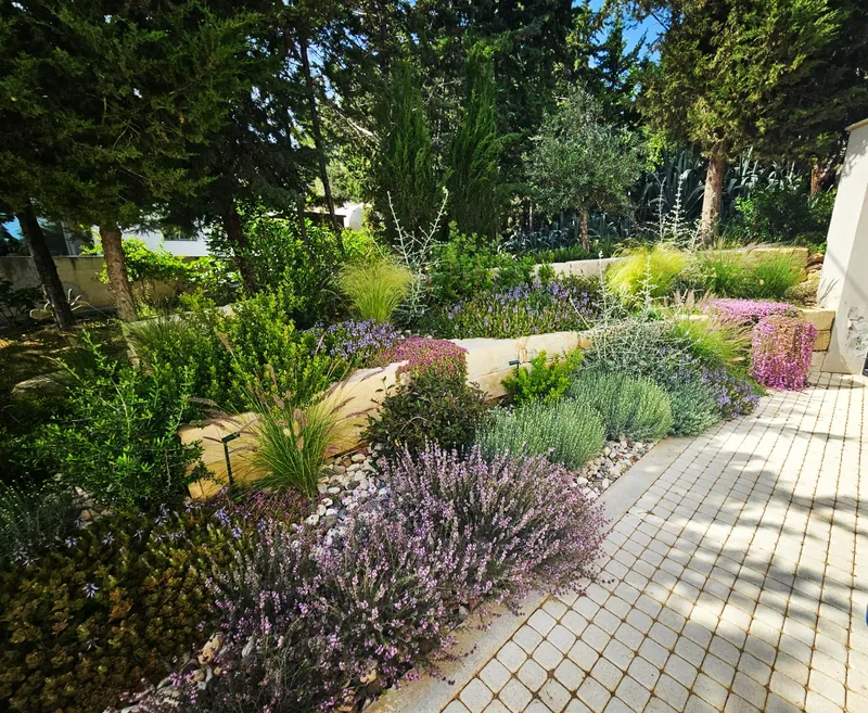 Lavender, grasses and flowering shrubs in beds along a paved path under the pines