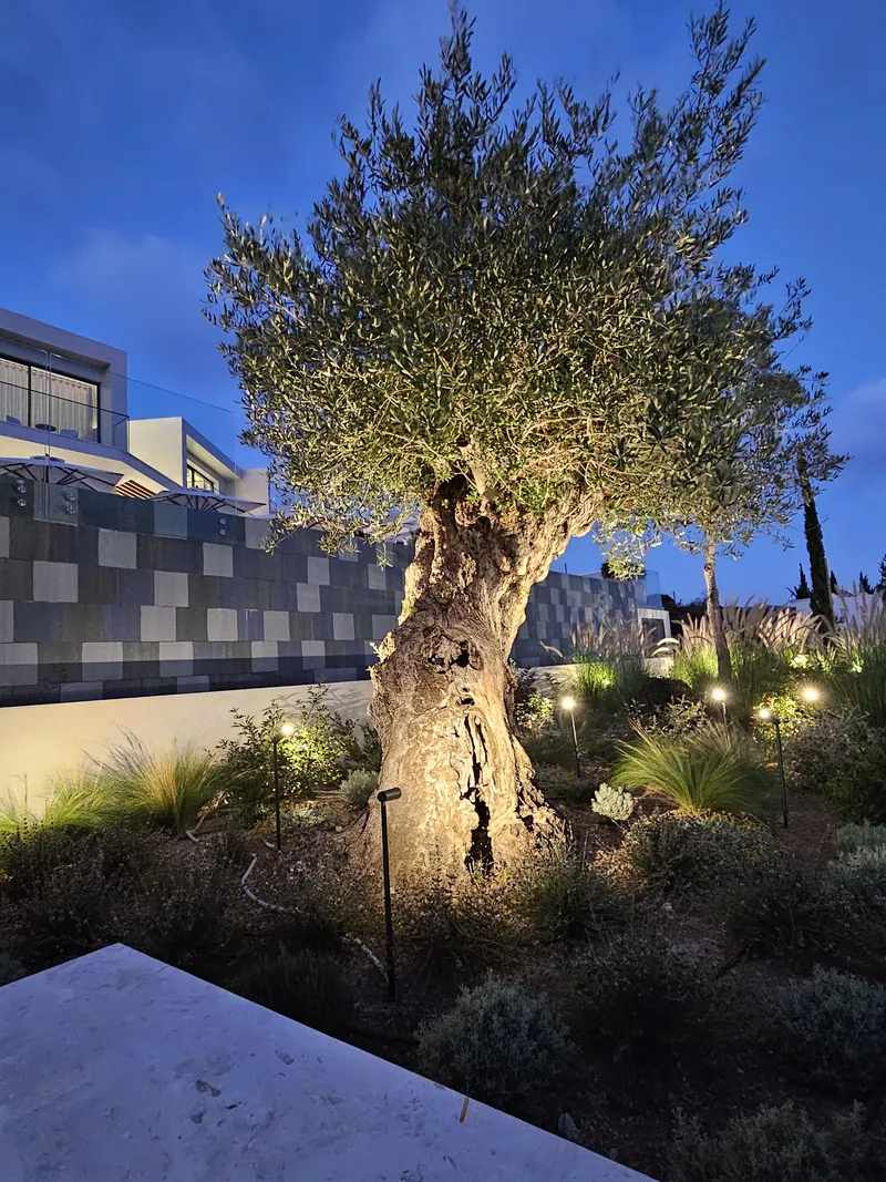 An old olive tree lit at dusk among grasses and low shrubs beside the house