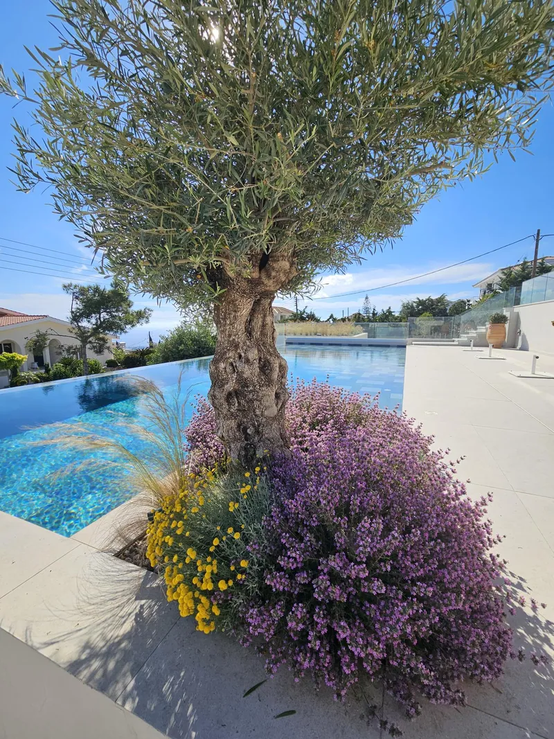 An old olive tree above lavender and yellow-flowering shrubs at the edge of the infinity pool