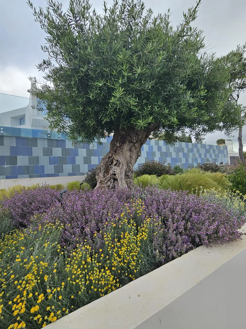 An old olive tree rising from lavender and yellow-flowering shrubs in front of the mosaic-tiled pool wall