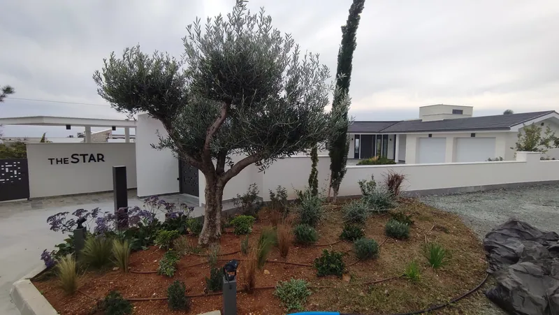 An olive tree and a cypress in a bed of grasses and purple flowers at the entrance