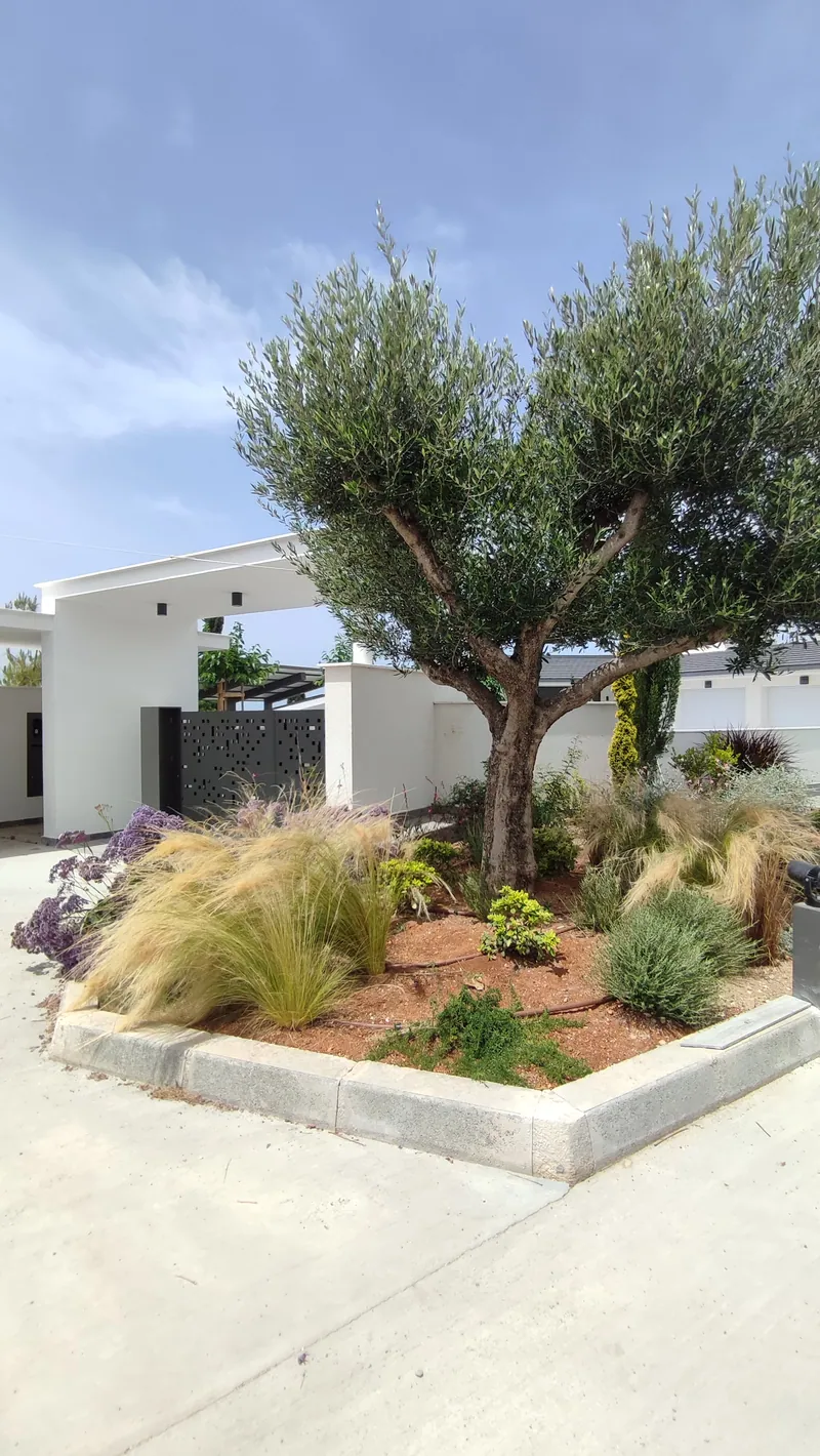 An olive tree in a raised bed of grasses and flowering shrubs beside the drive