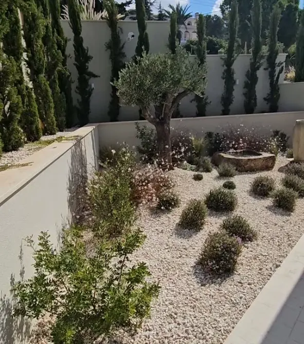 Mediterranean courtyard garden in Cyprus: an olive tree, a stone water basin and flowering shrubs in gravel, lined with cypresses