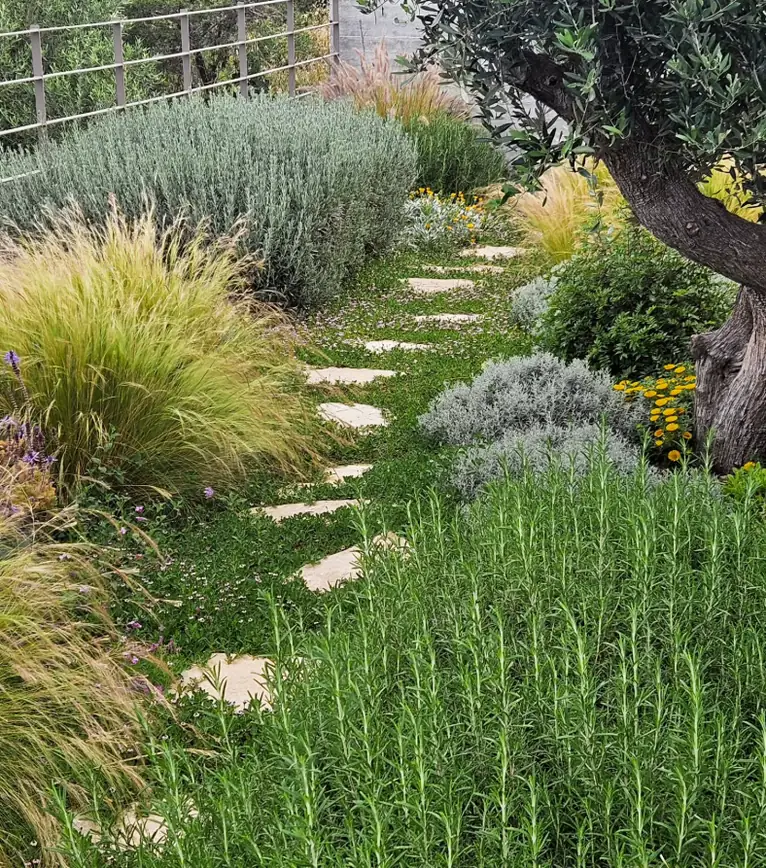 Mediterranean garden path in Paphos: stepping stones through ornamental grasses, lavender, rosemary and an old olive tree