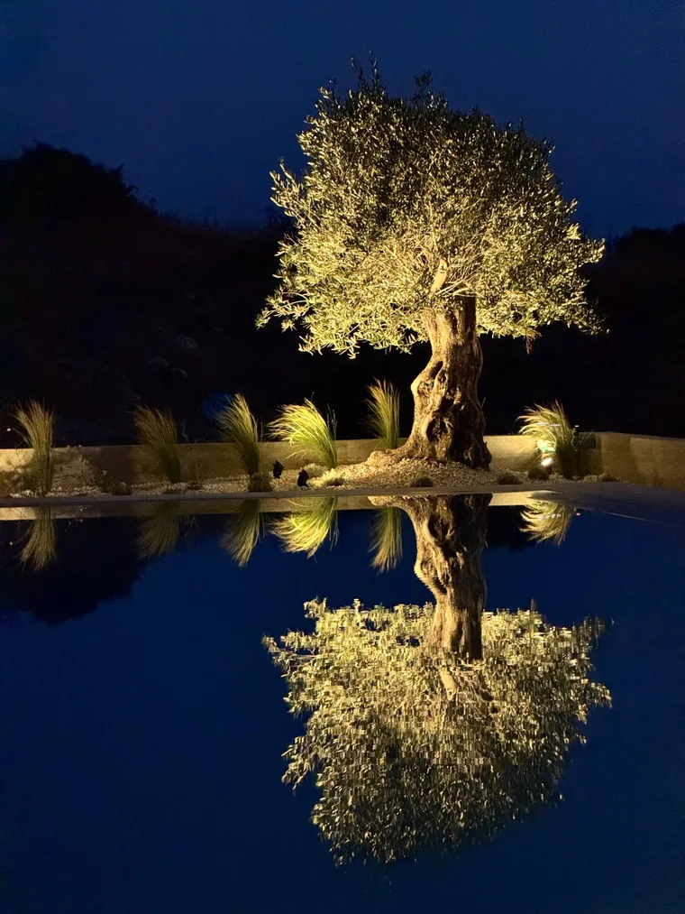 Garden lighting design in Paphos: an old olive tree uplit at night, mirrored in the dark water of the pool